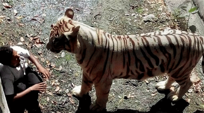 tiger-med