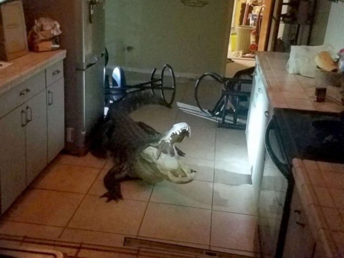 alligator-kitchen-01-ht-jef-190531_hpMain_4x3_992
