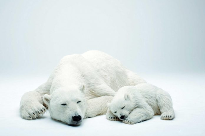 auto_ariu-polar1560089393