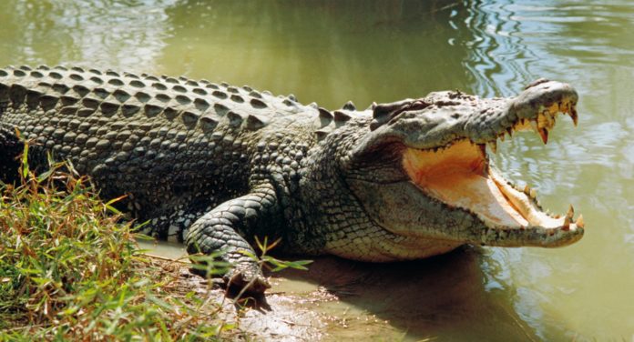 caiman-orinci