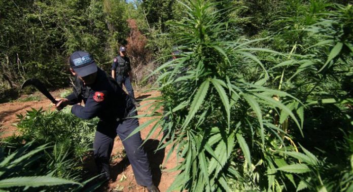shkoder-kanabis-policia-e-shtetis-askion-per-asgjesim-droge