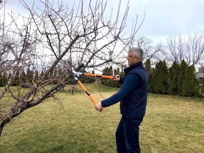 thaci dhe pemet
