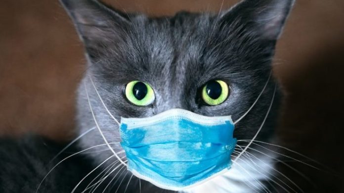 CanWeGetRonaFromPets_1024-780x439