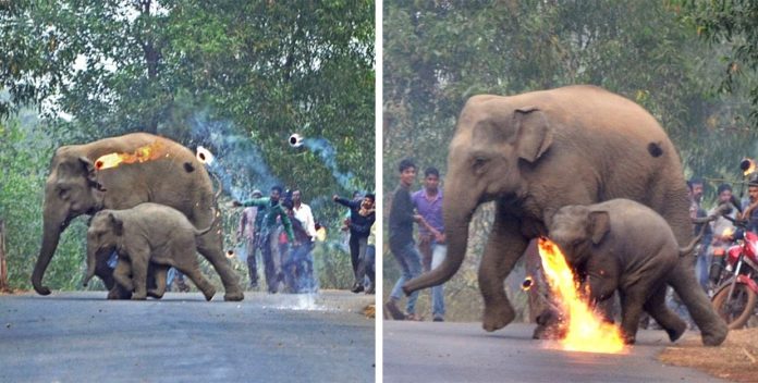 mother-elephant-and-her-calf-attacked-with-firebombs-as-deforestation-drives-them-into-the-paths-of-humans
