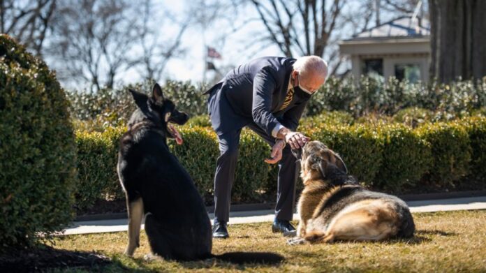 bidens dogs