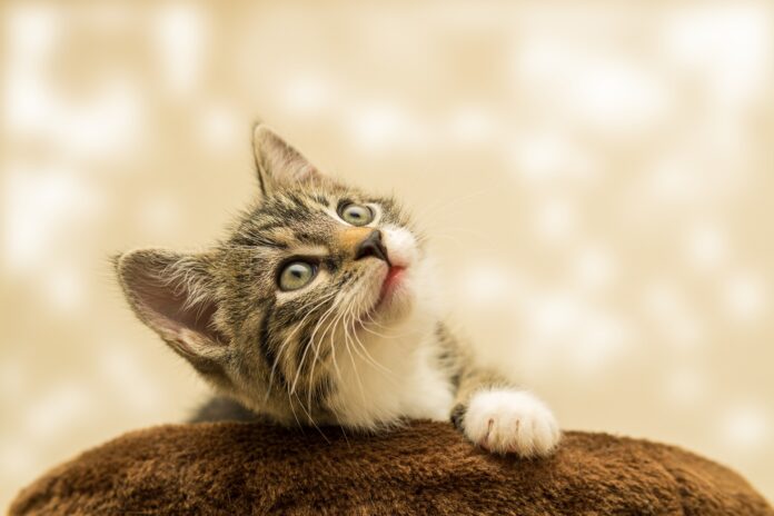 cat-4611189_1920