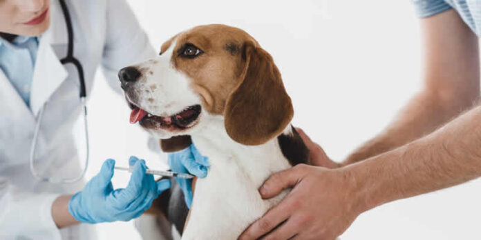 covid vaccine dog