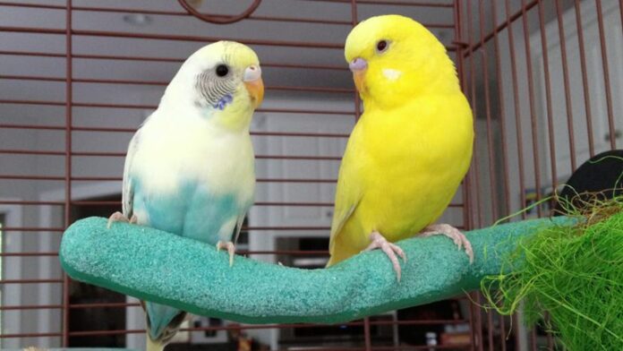 bringing-a-new-bird-home-preparing-for-a-pet-bird-adopting-a-bird-780x439
