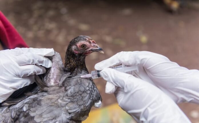 Veterinary inject vaccine to chicken for prevent Poultry Diseases . Avian influenza is highly pathogenic avian influenza (HPAI).