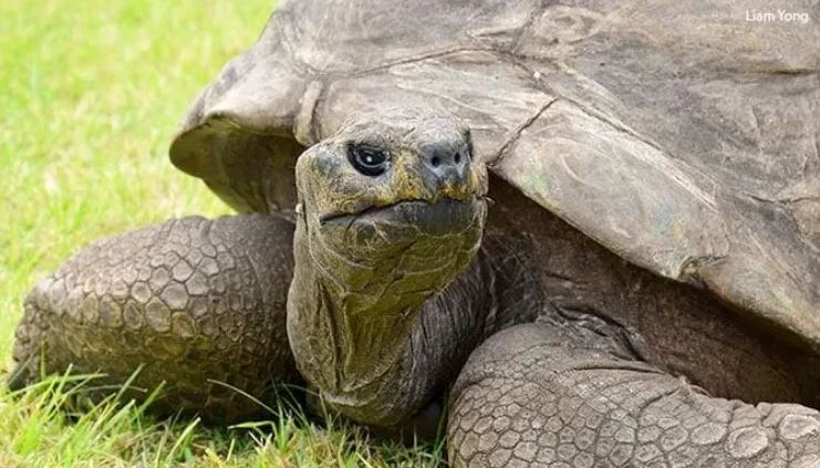 Breshka më e vjetër në botë mbush 190 vjeç