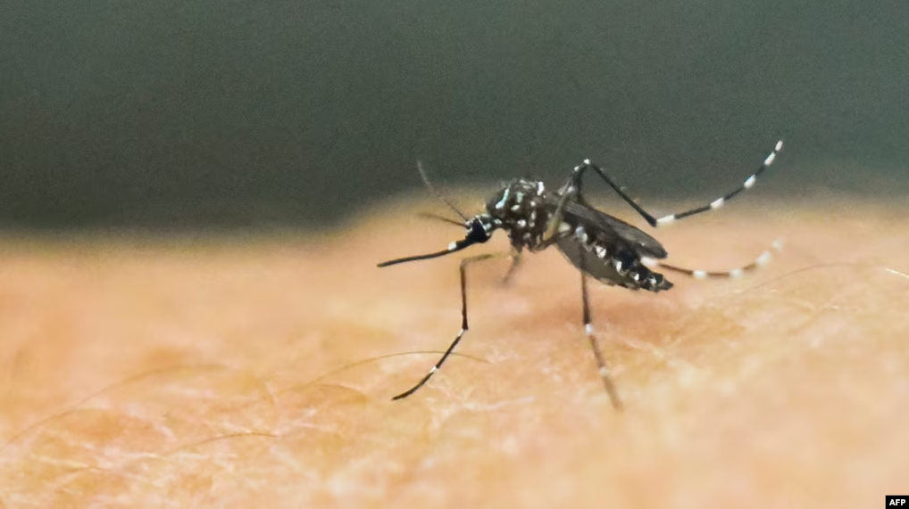 OBSH paralajmëron për përhapjen e virusit ‘chikungunya’ nga mushkonjat OBSH paralajmëron për përhapjen e virusit ‘chikungunya’ nga mushkonjat