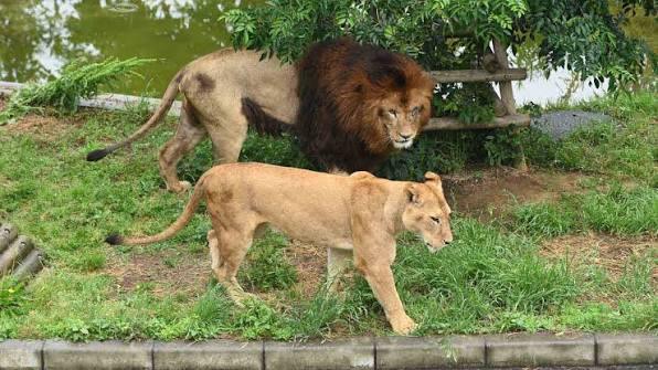 Vapa ekstreme  tre luanë ngordhin në një kopsht zoologjik në Japoni